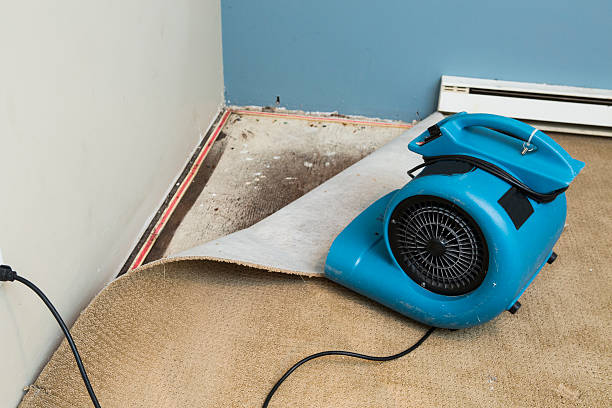 Best Mold removal after water damage  in Battle Mountain, NV